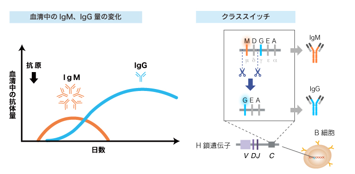 新型コロナウィルス