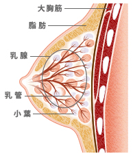 乳房について