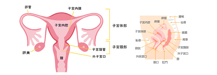 くる て 子宮 降り