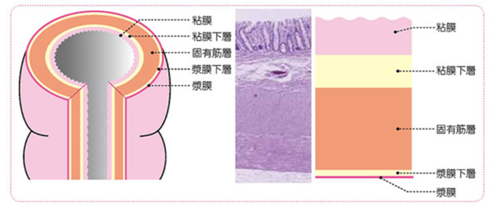 図　大腸壁の解剖図