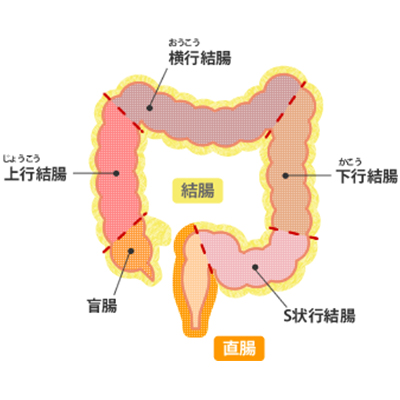 大腸の部位
