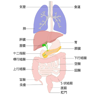 図 消化器系の全体像
