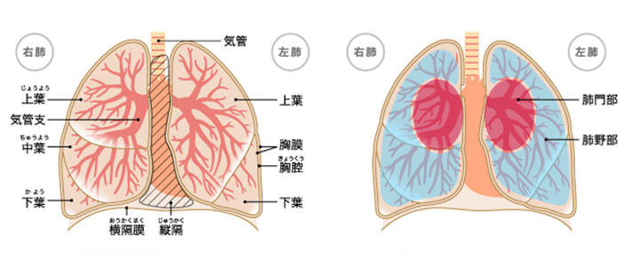 痛い 裏側 心臓 の が 逆流性食道炎で心臓発作!? 何が起こっているのか消化器病専門医に聞きました｜ウートピ