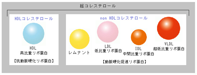 Non Hdlコレステロール 血液の異常を調べる検査 各検査を知る 人間ドック 健診会 東京メディカルクリニック