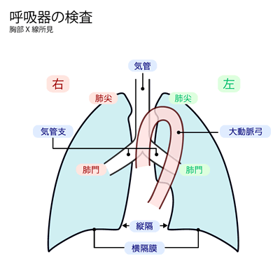 呼吸器の検査